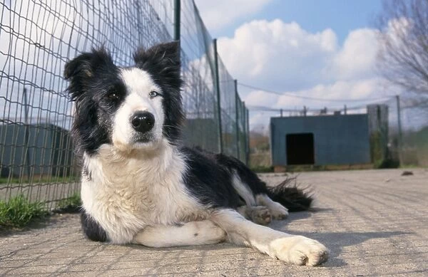 Border Collie - in Dog kennel