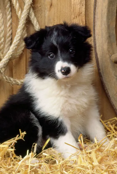 Border Collie Puppies - Animal Kingdom