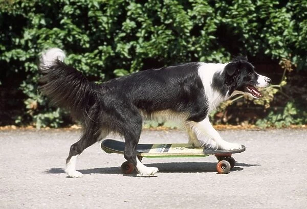 Border Collie Dog - skateboarding