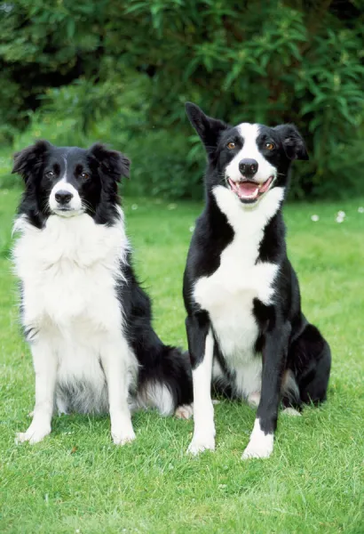 Border Collie Dog with Smooth Collie Dog available as Framed Prints,  Photos, Wall Art and Photo Gifts