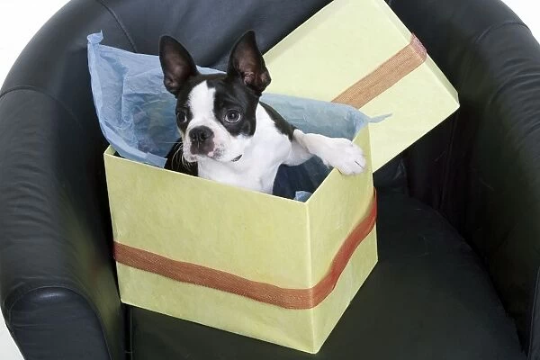 Boston Terrier Dog - in present