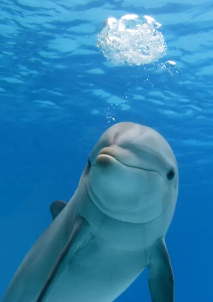 Bottlenose dolphin - blowing air bubbles underwater