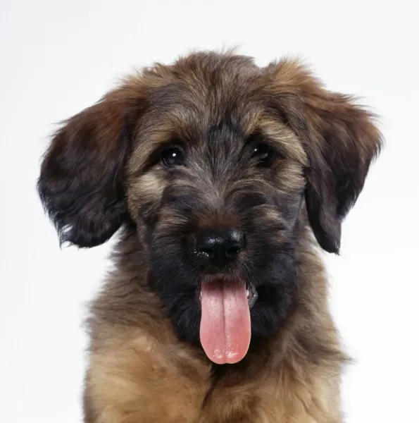 Briard Puppy Close-up Print, Personal Display Use Art Prints