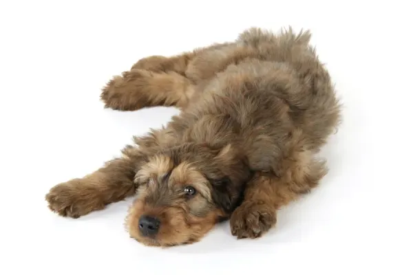 Briard Dog Puppy Lying Down Print Art Prints, Posters
