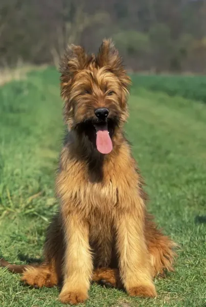 Briard Dog LA-1385 Art Prints, Posters Puzzles from Ardea