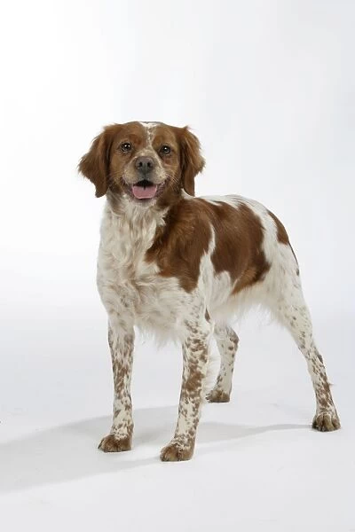 Brittany dog, female standing up