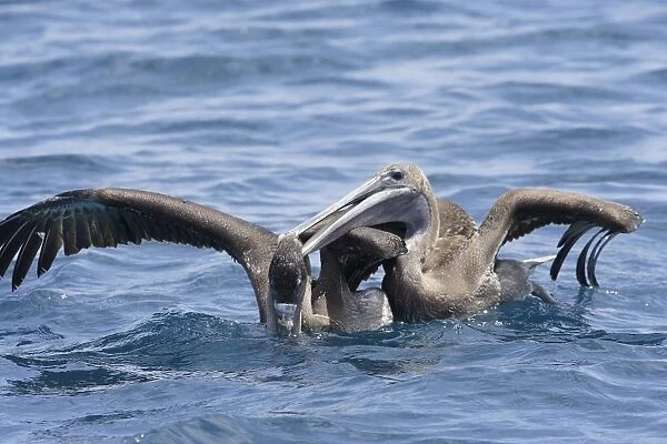 Brown Pelican fighting. Ad. Lobos island. Galapagos Islands