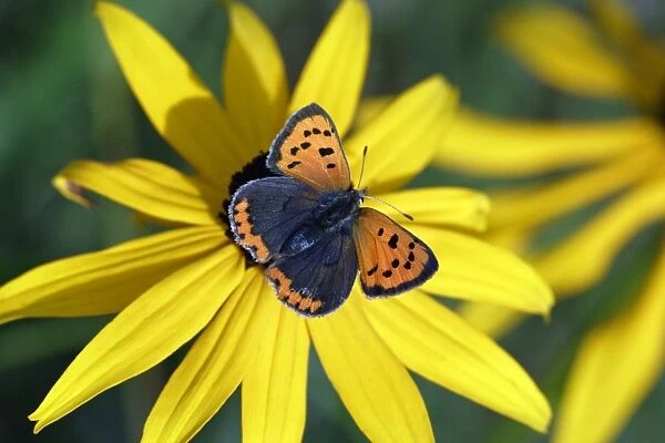 Butterfly, Small Copper - resting on garden plant, Hessen, Germany