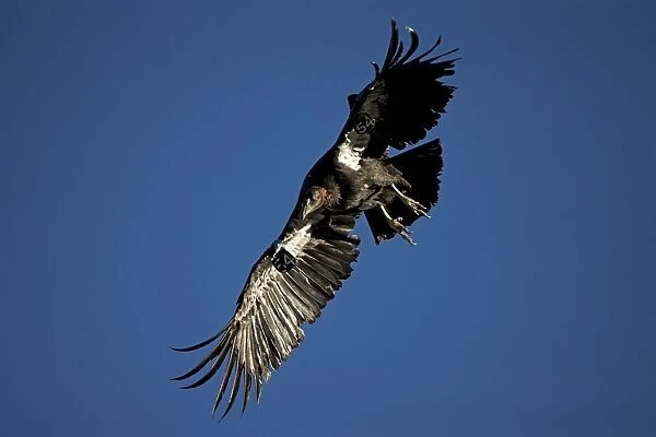 California Condor - Immature male in flight showing tags - Utah - USA