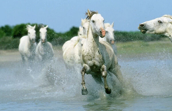 Camargue Horse - running Camargue, France