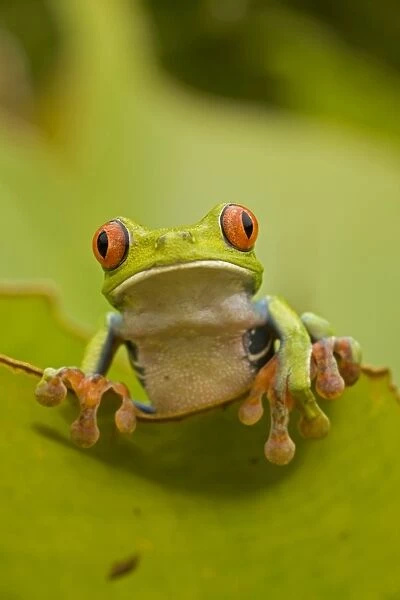 CAN-4661. Red-eyed Treefrog - Costa Rica