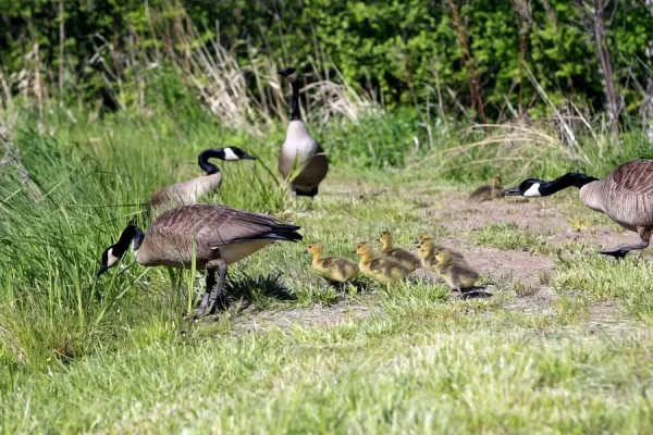Canada Goose with Goslings Print, Branta Art Prints