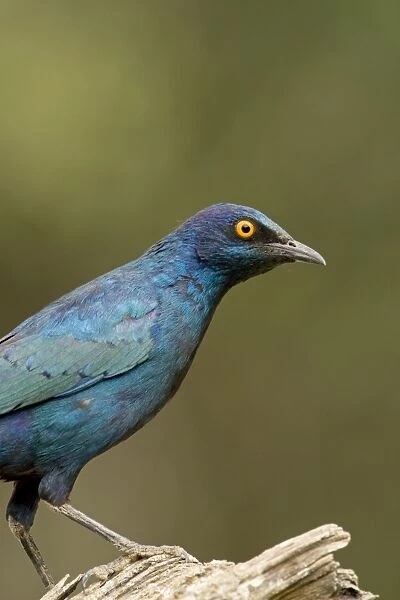 Cape Glossy Starling - North Western Namibia- Africa