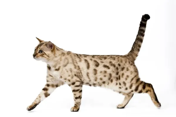 Bengal Seal Mink Snow Cat Print Art Prints, Posters