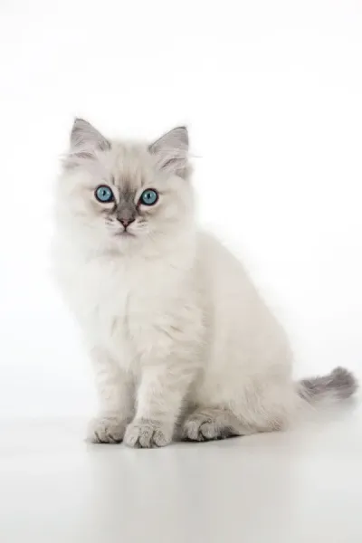 10 Week Old Ragdoll Kitten Print Art Prints, Posters