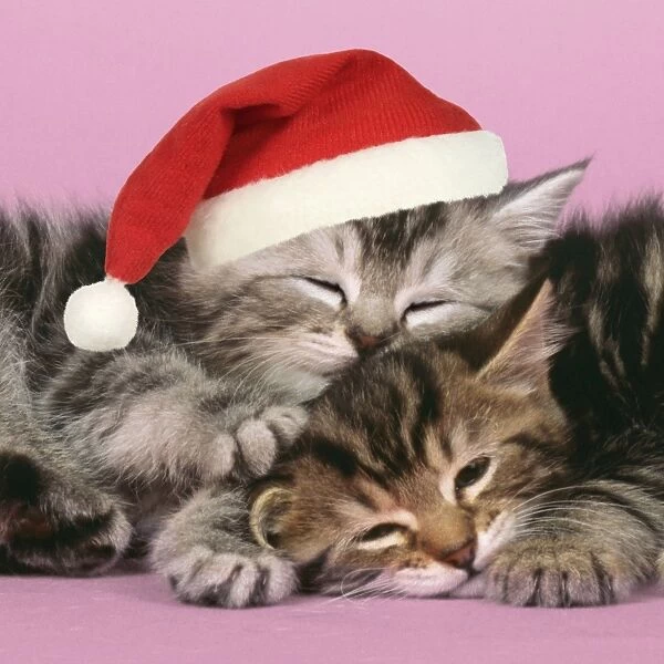 Cat - 2 kittens one sleeping wearing Christmas hat. Digital Manipulation: Cropped further, Hat (JD), closed eyes