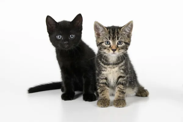 CAT. 7 weeks old, black & tabby kittens, sitting together, cute, studio, white background