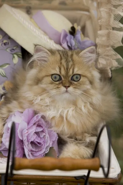 Pillow of Cat 8 week old Persian kitten