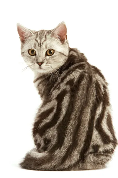 Cat -British Shorthair, Black Silver Tabby Blotched