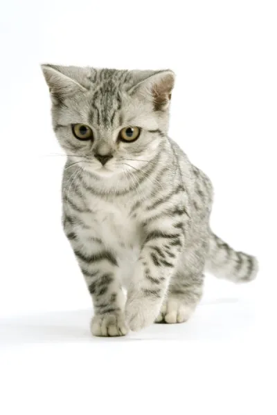 British shorthair cat silver sales tabby