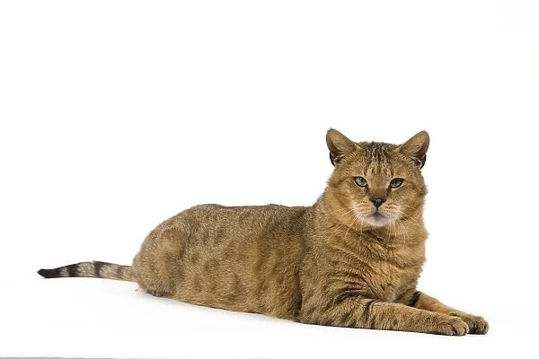 Cat - Chausie Brown Spotted Tabby: Jungle Cat (Felis chaus) crossed with domestic cat - lying down