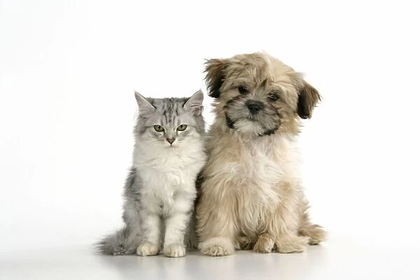 CAT & DOG. Tiffanie with Lhasa Apso cross puppy