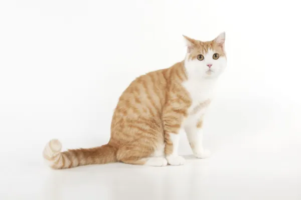 Ginger and white sales cat for sale