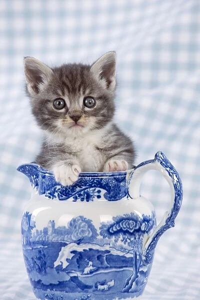 Cat - Grey Tabby kitten sitting in china jug