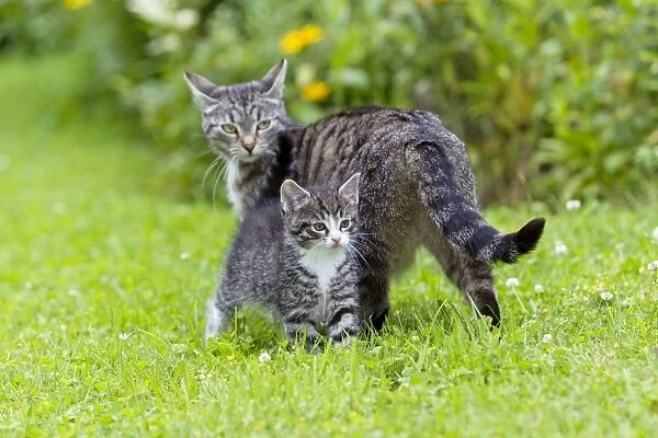Cat - kitten with mother in garden - Lower Saxony - Germany