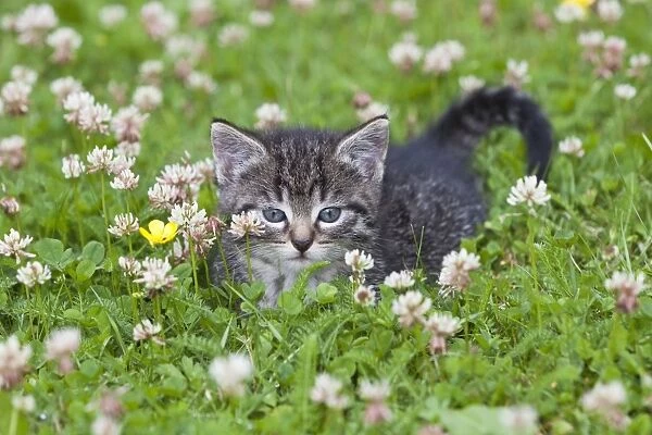 Cat - kitten resting on lawn - Lower Saxony - Germany