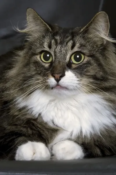 Norwegian Forest Cat Silver Tabby Print Art Prints