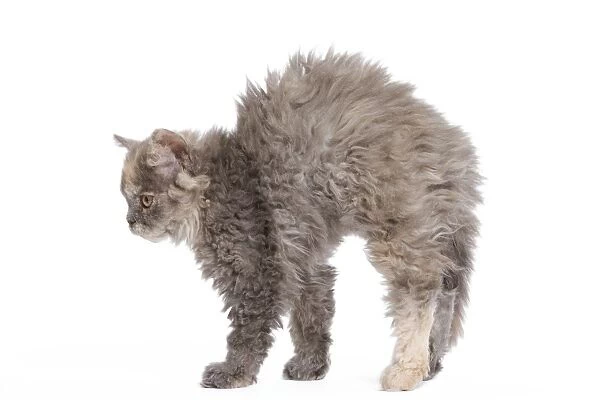Cat - Selkirk Rex kittens in studio - arching back, stretching
