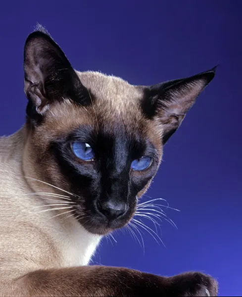 Cat - Siamese seal point in studio