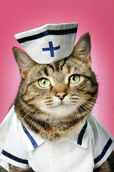  CAT  Tabby cat  dressed as nurse  Date Framed Print 