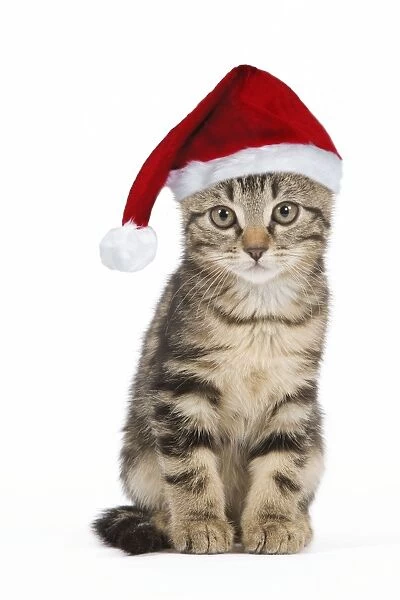 Cat - tabby kitten wearing Christmas hat Digital Manipulation: Hat SG