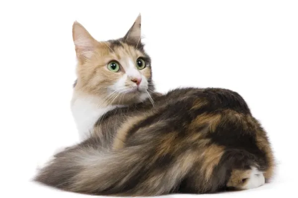 Turkish Angora Cat Blue Cream White Studio Print Art