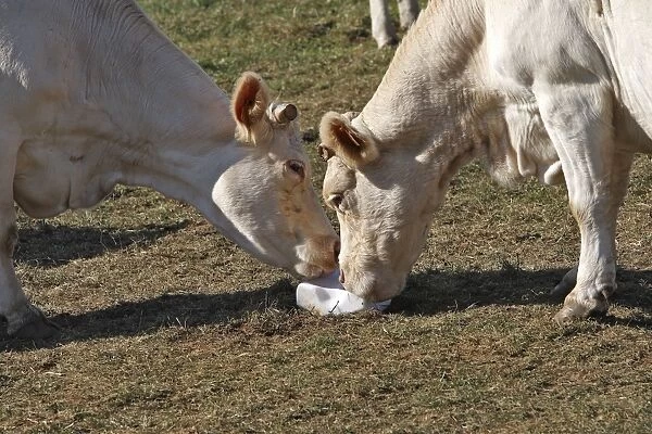 Cattle - Charolais cow - eating salt block