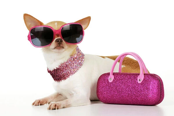 JD-22050 DOG Chihuahua wearing sunglasses with pink bag ...