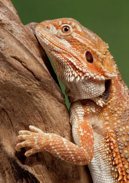 Central  /  Inland  /  Yellow-headed Bearded Dragon - Australia