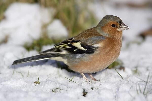 Chaffinch - Male, feeding on ground in garden, winter-time. Lower Saxony, Germany