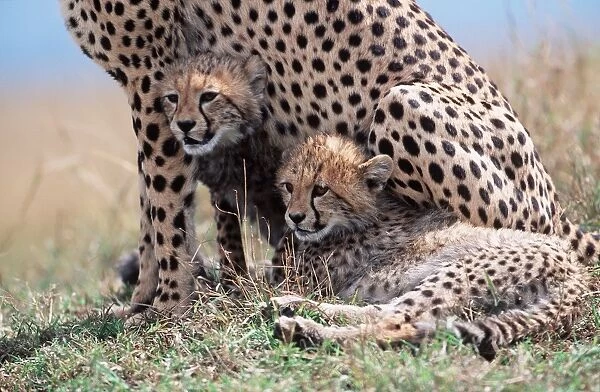 CHEETAH & two cubs sheltering with mother