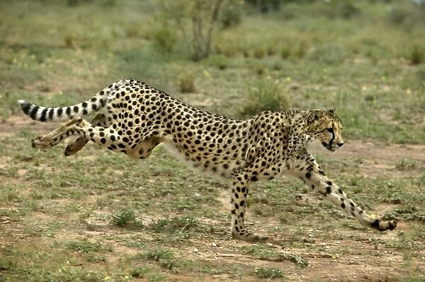 Cheetah Namibia. WAT-8018. Cheetah - running