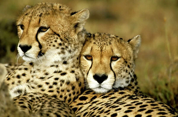Cheetah - portrait of pair close together - Kenya JFL03434