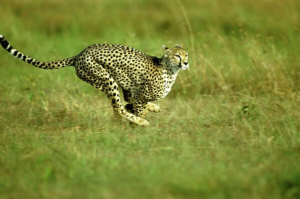 Cheetah - running - Masai Mara National Reserve - Kenya JFL10066