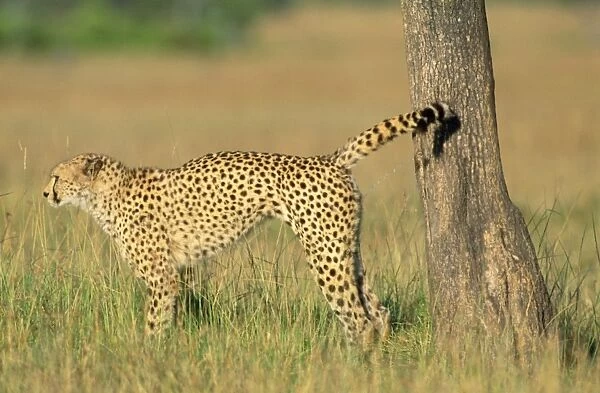 Cheetah - scent marking Maasai Mara National Park, Kenya, Africa