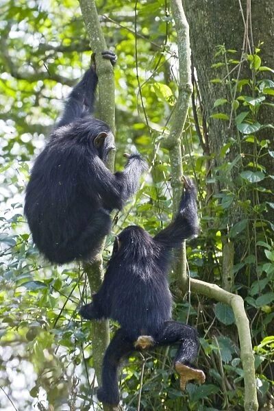 Chimpanzee - juveniles climbing on vines - tropical forest - Western Uganda - Africa