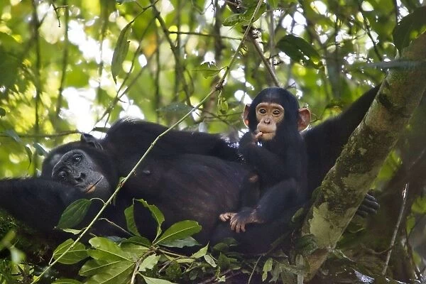 Chimpanzee - mother and one year old infant in day nest - tropical forest - Western Uganda - Africa