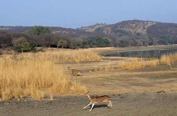 Chital  /  Spotted Deer Fleeing from Bengal  /  Indian Tiger. Ranthambore National Park, India