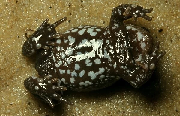 CLY03036. AUS-358. A Pseudophryne frog - ventral surface typical of the genus.