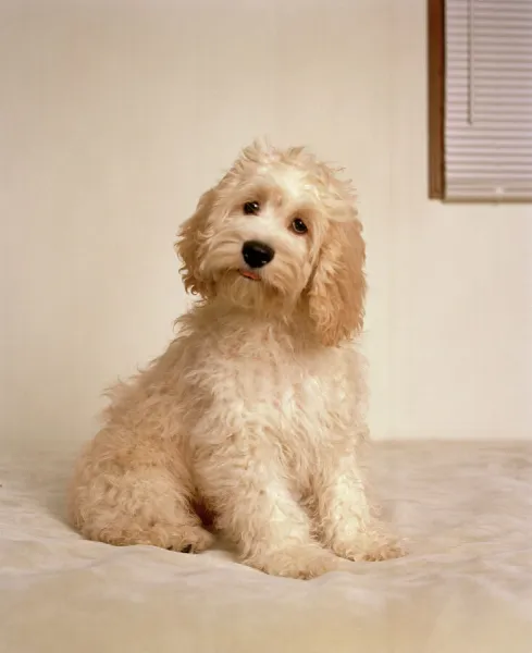 Cockapoo Dog - crossbreed between a Cocker Spaniel & a Poodle